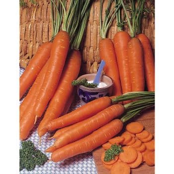 ASSORTIMENT DE CAROTTES EN RUBAN