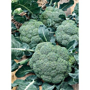 CHOU BROCOLI F1 ATLANTIS