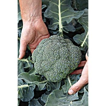CHOU BROCOLI F1 APOLENA