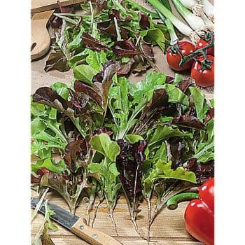 LAITUE 3 VARIÉTÉS SUR RUBAN