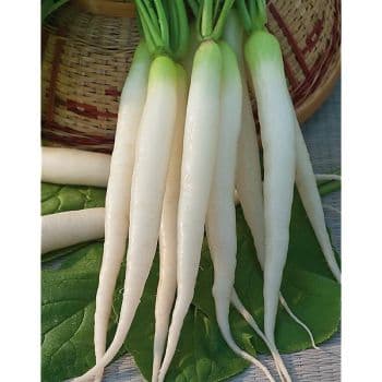 RADIS BLANCHE TRANSPARENTE