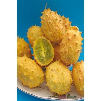 CONCOMBRE DU KENYA OU KIWANO (CUCUMIS METULIFERUS) À FRUITS OVALES