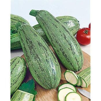 COURGETTE CASERTA