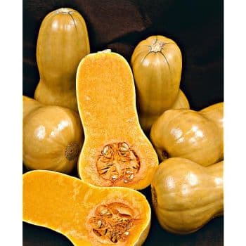 COURGE BUTTERNUT F1 RIPOR