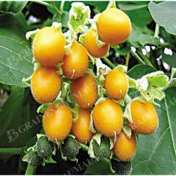 TAMARILLO FORESTIER (CYPHOMANDRA SIBUNDOYENSIS)